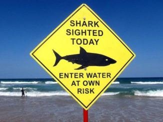 shark detection