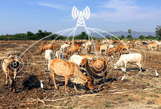 IoT cows