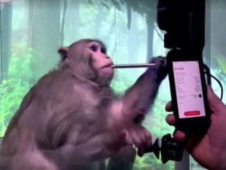 Neuralink brain-chip monkey