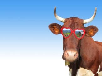 cows wearing VR headsets